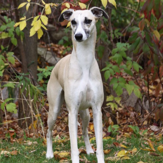 DocsBlend Whisper Greyhound